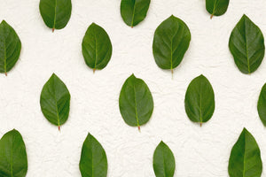 green leaves on white paper