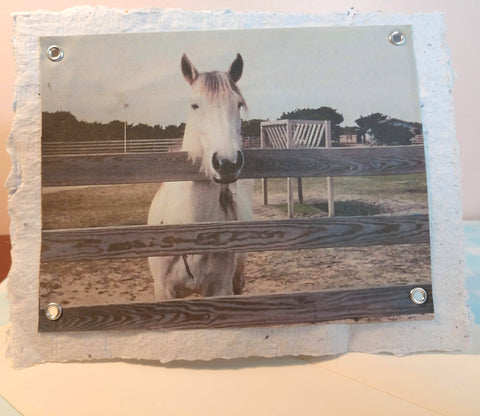 From the Horse's Mouth card
